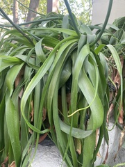 Hymenocallis concinna