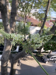 Hymenocallis concinna