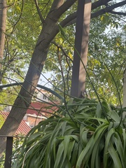 Hymenocallis concinna