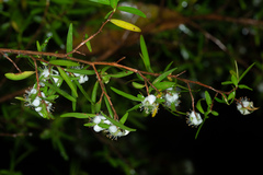 Leptospermum petersonii