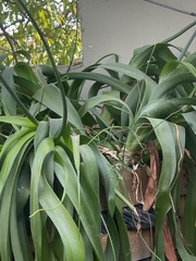 Hymenocallis concinna