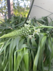 Hymenocallis concinna
