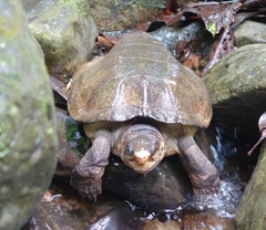 Notochelys platynota