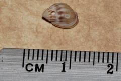 Nassarius jonasii