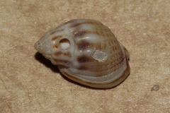 Nassarius jonasii