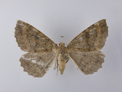 Cleora scriptaria