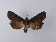 Austramathes purpurea