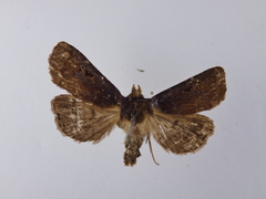 Austramathes purpurea