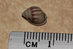 Nassarius jonasii