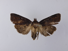 Austramathes purpurea