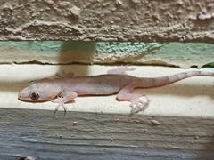 Hemidactylus mabouia