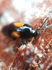 Tachinus subterraneus