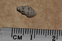 Phycothais reticulata