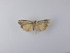 Orocrambus flexuosellus