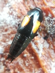 Tachinus subterraneus