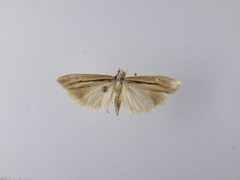 Orocrambus ramosellus