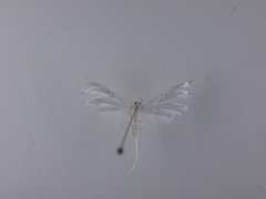 Pterophorus monospilalis