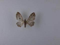 Chloroclystis filata