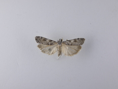 Scoparia halopis
