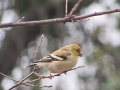 Spinus tristis