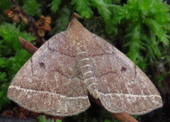 Zanclognatha obscuripennis