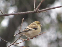 Spinus tristis