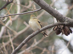 Spinus tristis