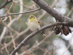 Spinus tristis