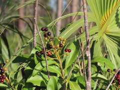 Ardisia escallonioides image
