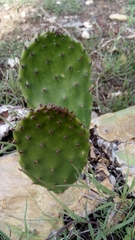 Opuntia