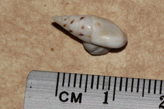 Graphicomassa ligula