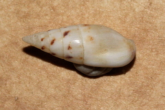 Graphicomassa ligula