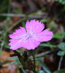 Dianthus caucaseus