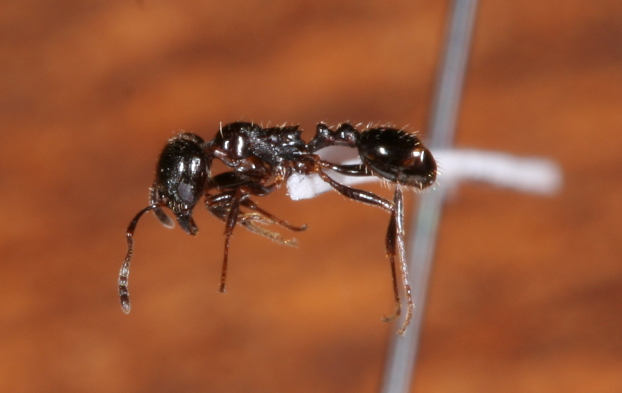 Goniomma blanci