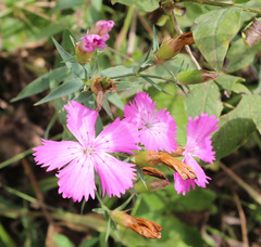 Dianthus caucaseus