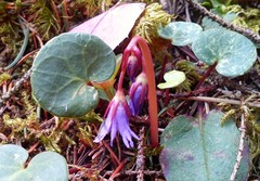 Soldanella carpatica