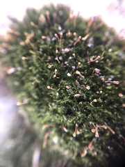 Anacamptodon splachnoides