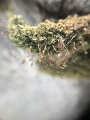 Anacamptodon splachnoides