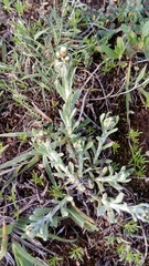 Angiospermae
