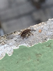 Eudiagogini