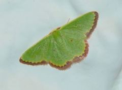 Eucrostes indigenata