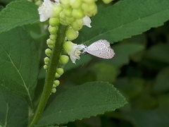 Zizula hylax pygmaea