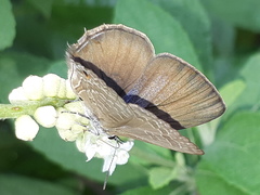 Anthene emolus goberus