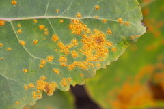 Melampsora occidentalis