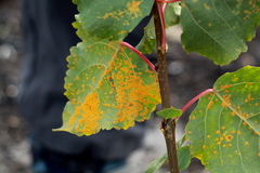 Melampsora occidentalis