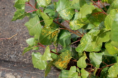 Melampsora occidentalis