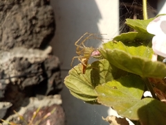 Peucetia viridans