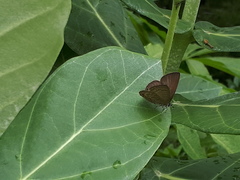 Anthene emolus goberus