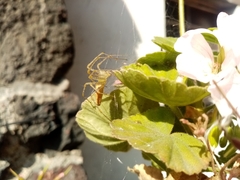 Peucetia viridans