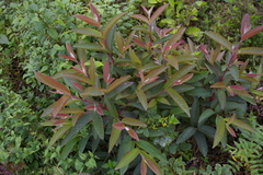 Psidium galapageium